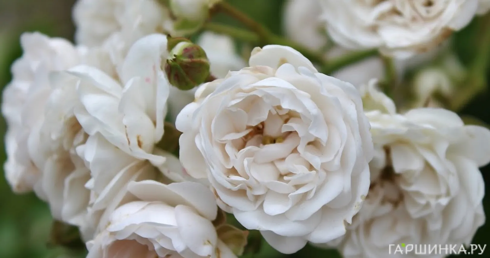 Роза Кристал Фейри Тантау (лиц)