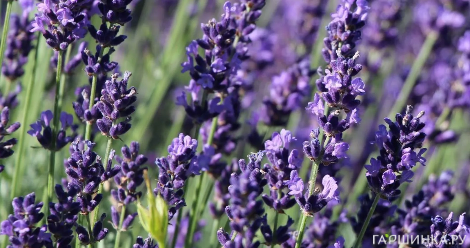 Лаванда Хидкот