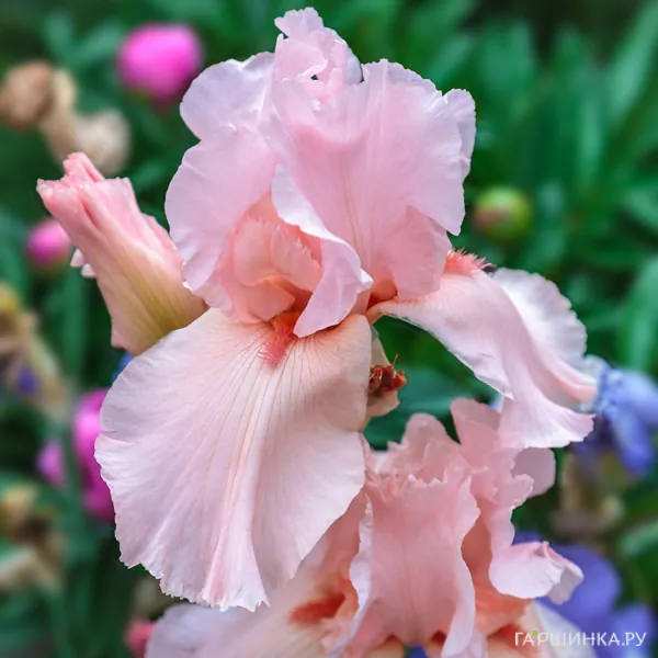 Ирис бородатый Пинк Хоризон