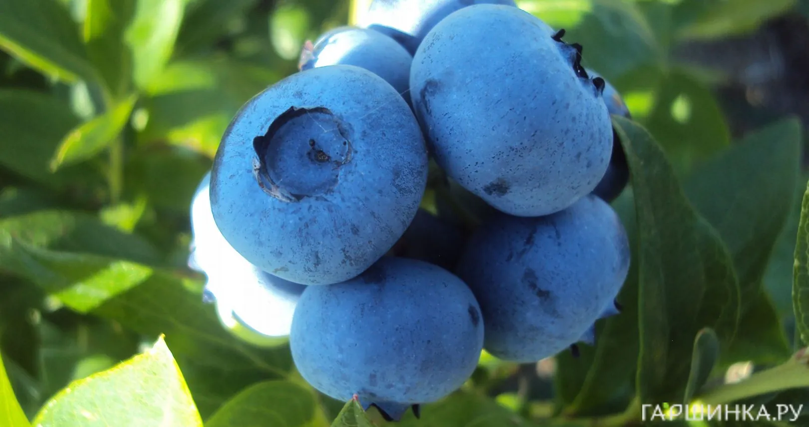 Голубика Американская