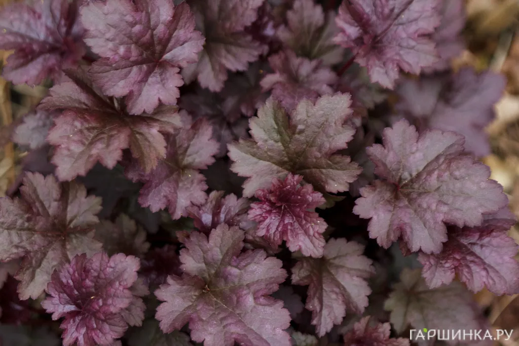 Гейхера Дарк Мистери