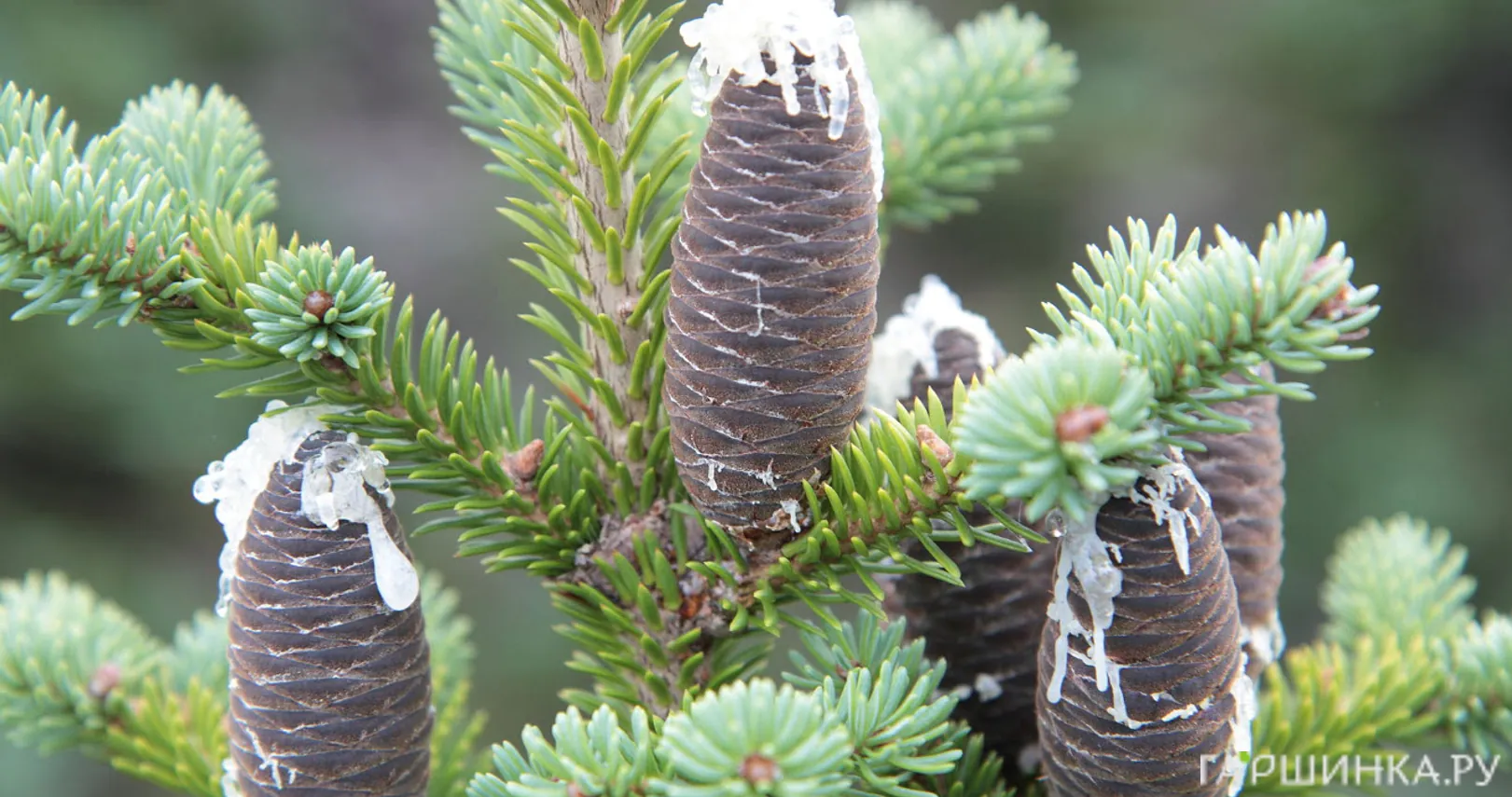 Пихта бальзамическая
