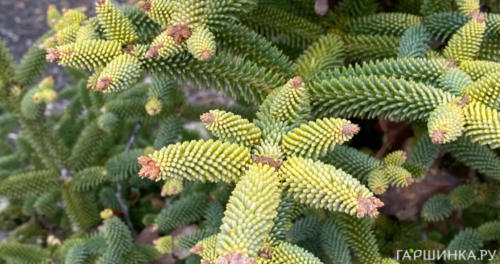 Пихта испанская Ауреа