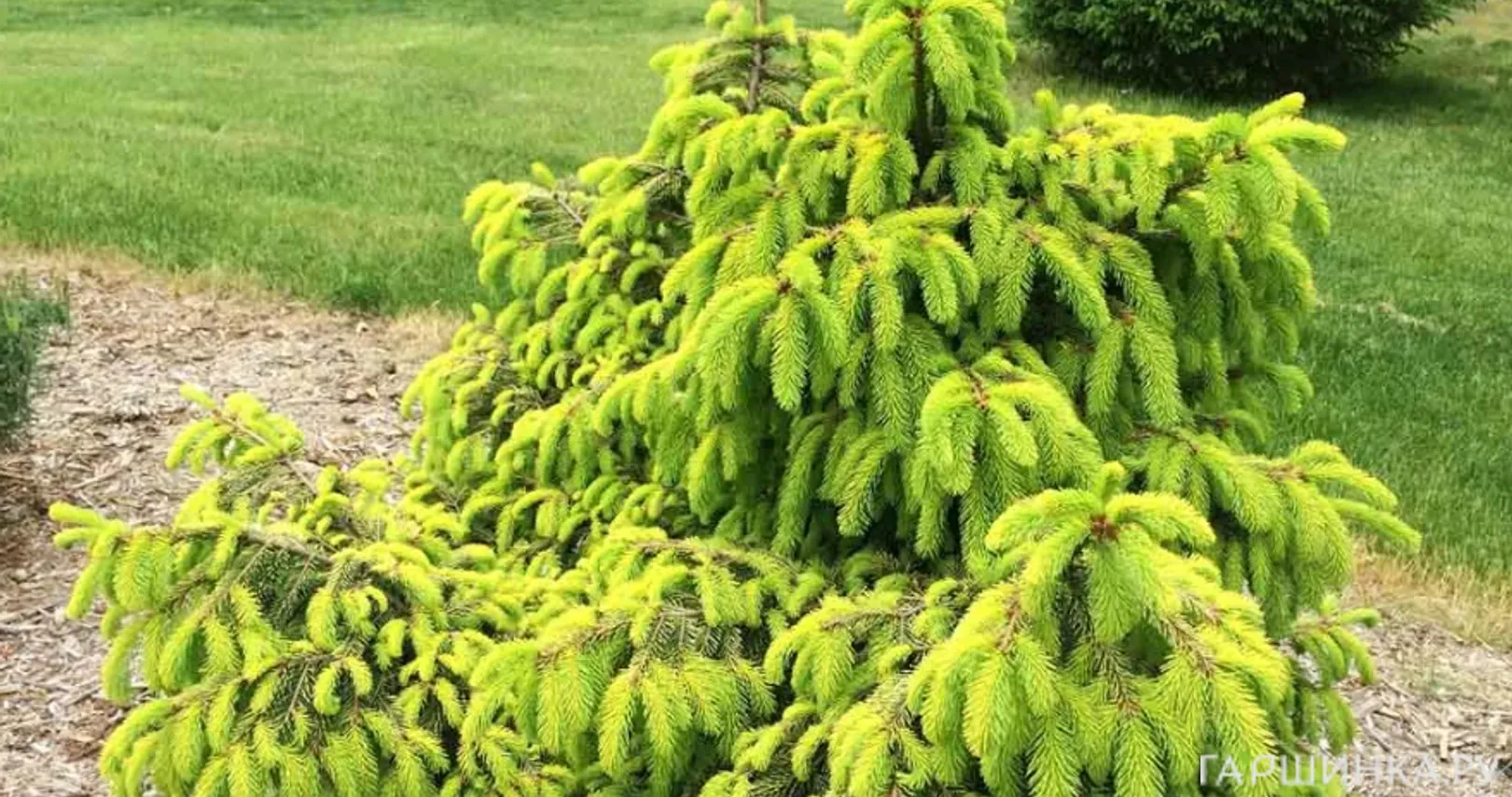 Ель обыкновенная Акрокона Голден