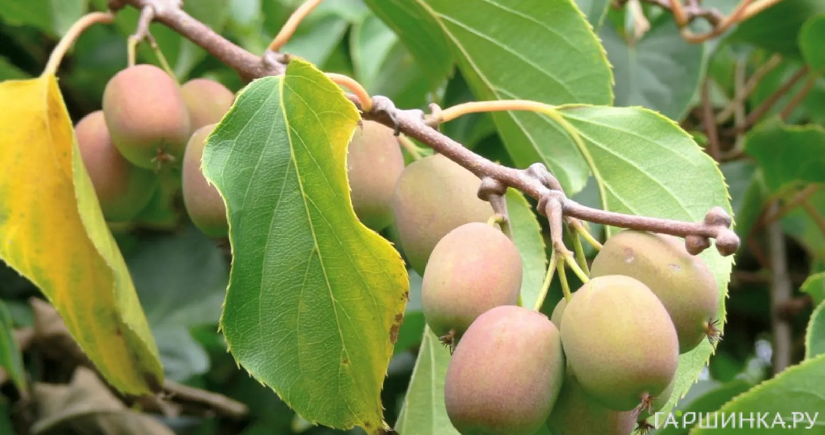 Актинидия Гибридная Колбасиной (женский сорт)