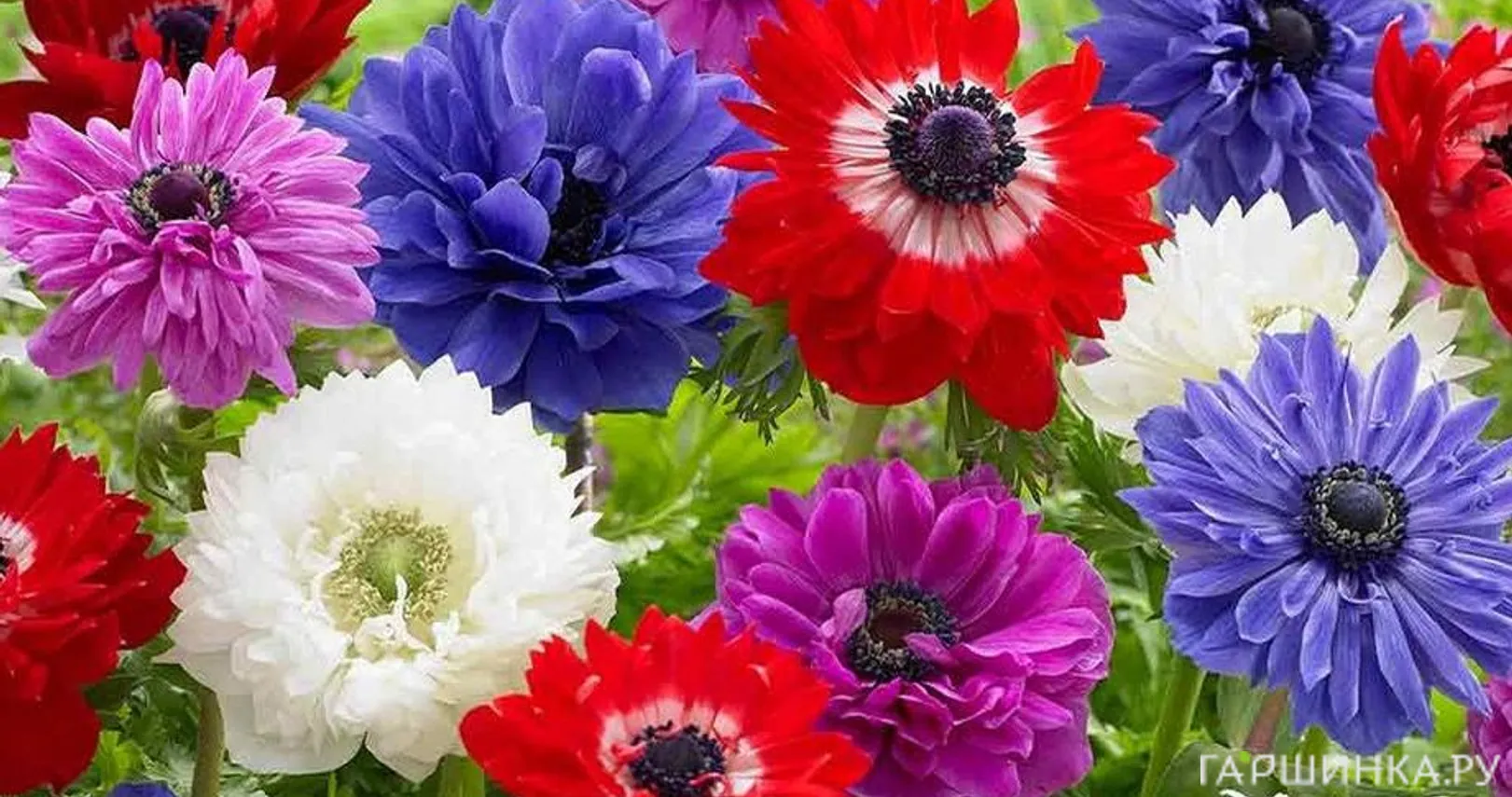 Анемона (Ветреница) махровая Бриджит Микс 10шт