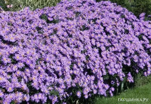 Астра Блу Лагун кустарниковая