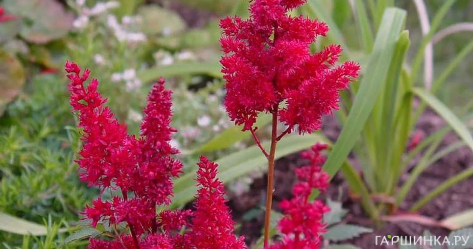 Астильба Арендса Спартан