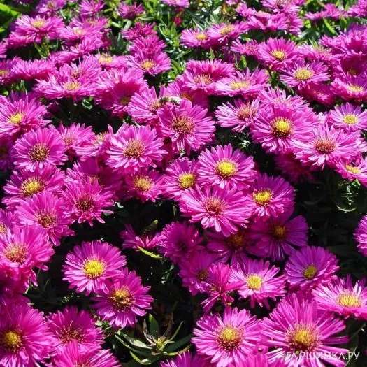 Астра кустарниковая Старлайт