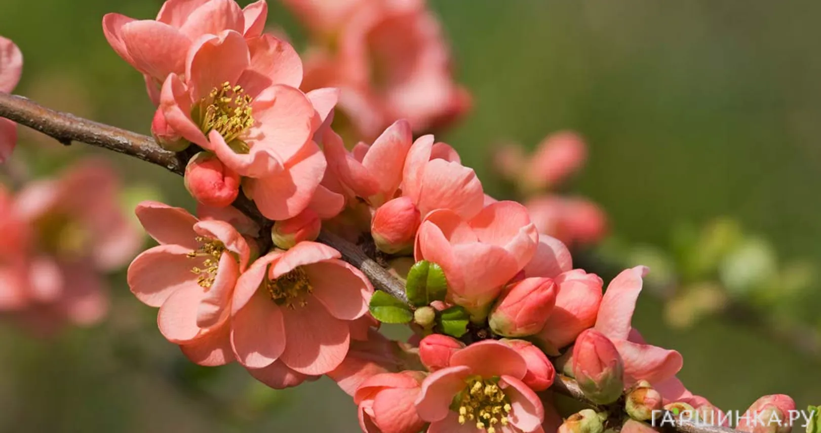 Айва Салмон Горизон