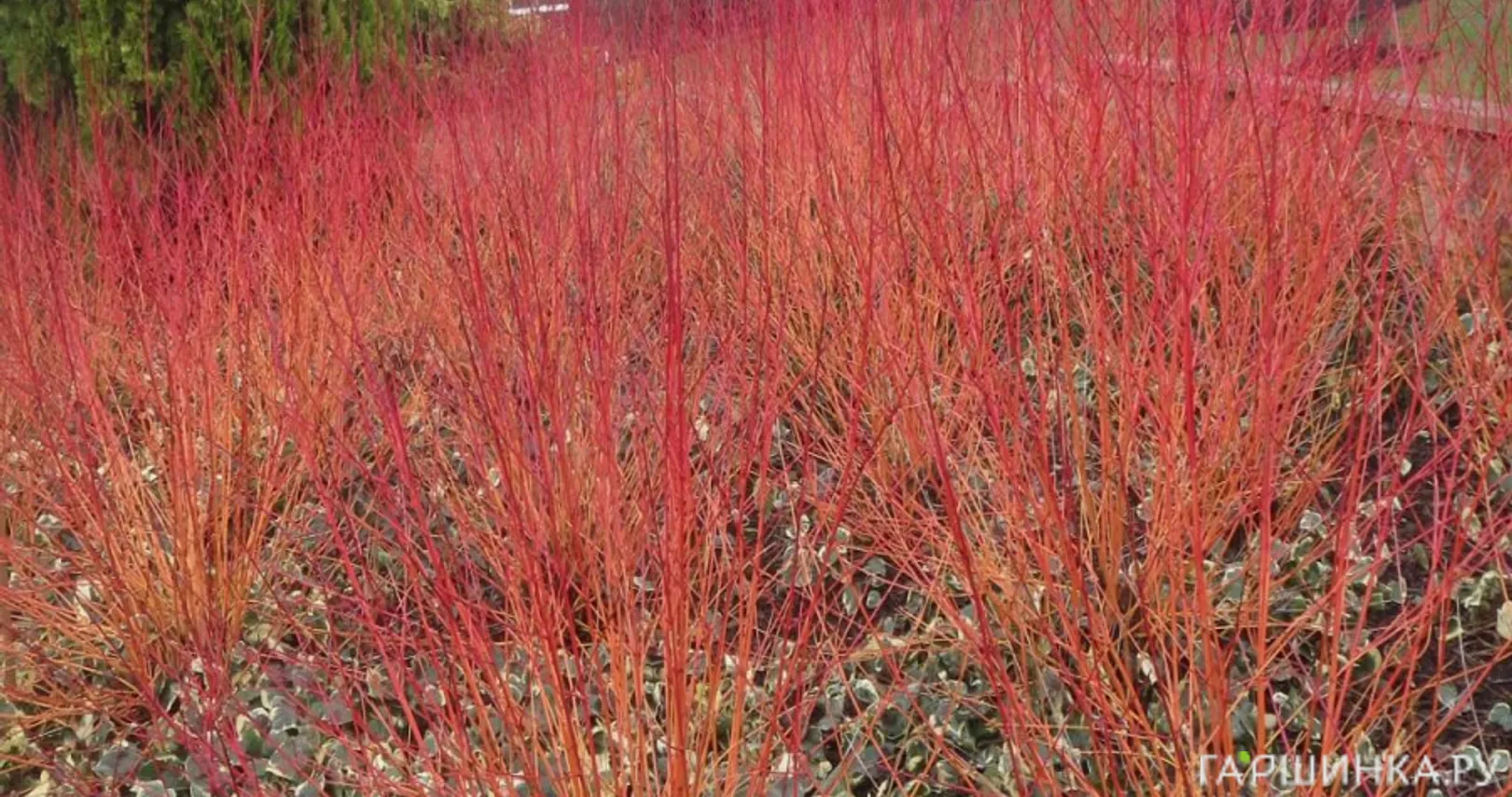 Дерен кроваво-красный Анна Винтер Оранж