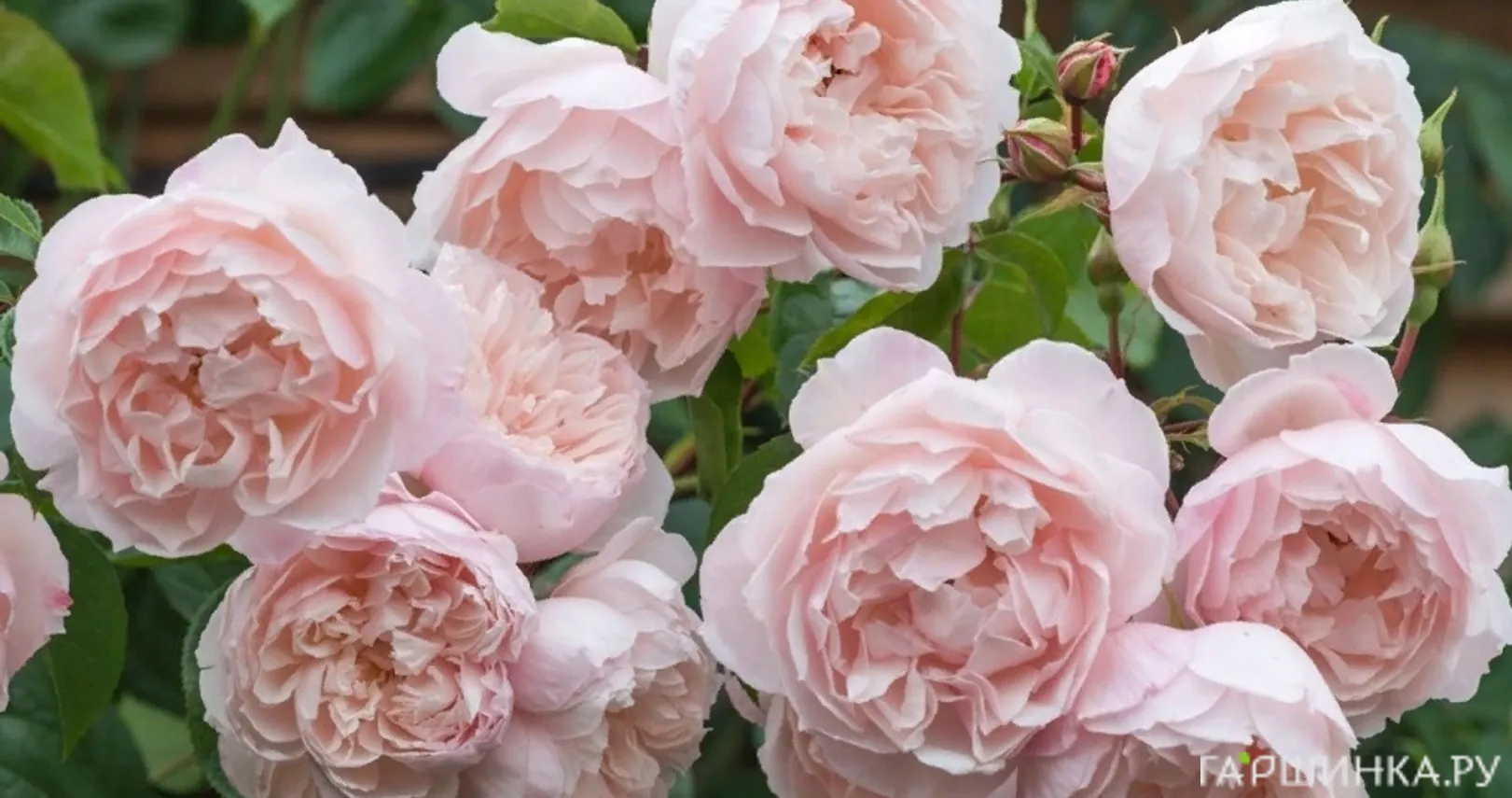 Роза Дженерос Гарденер, Д.Остин кустарниковая (лиц)