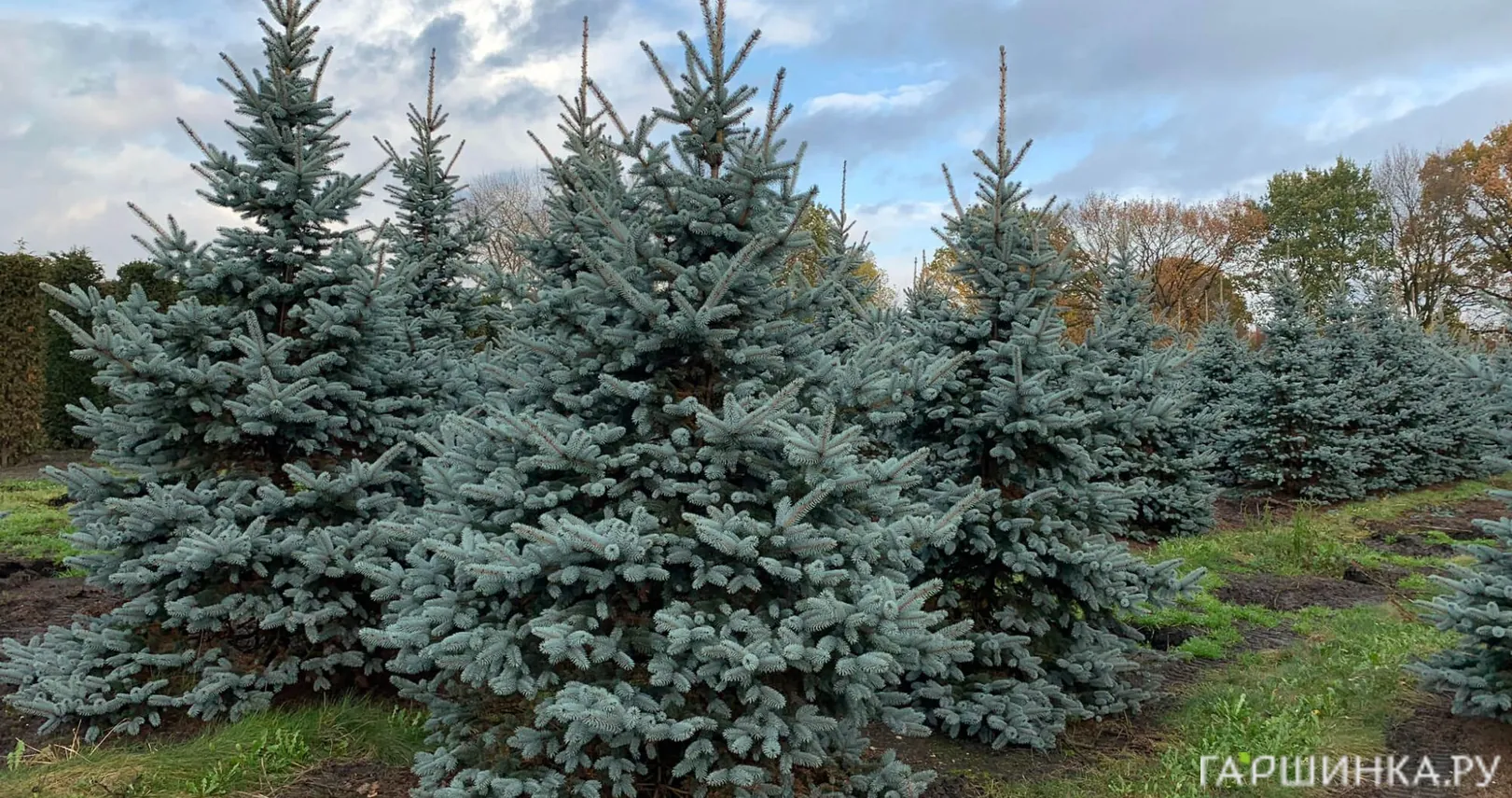 Ель колючая Глаука голубая