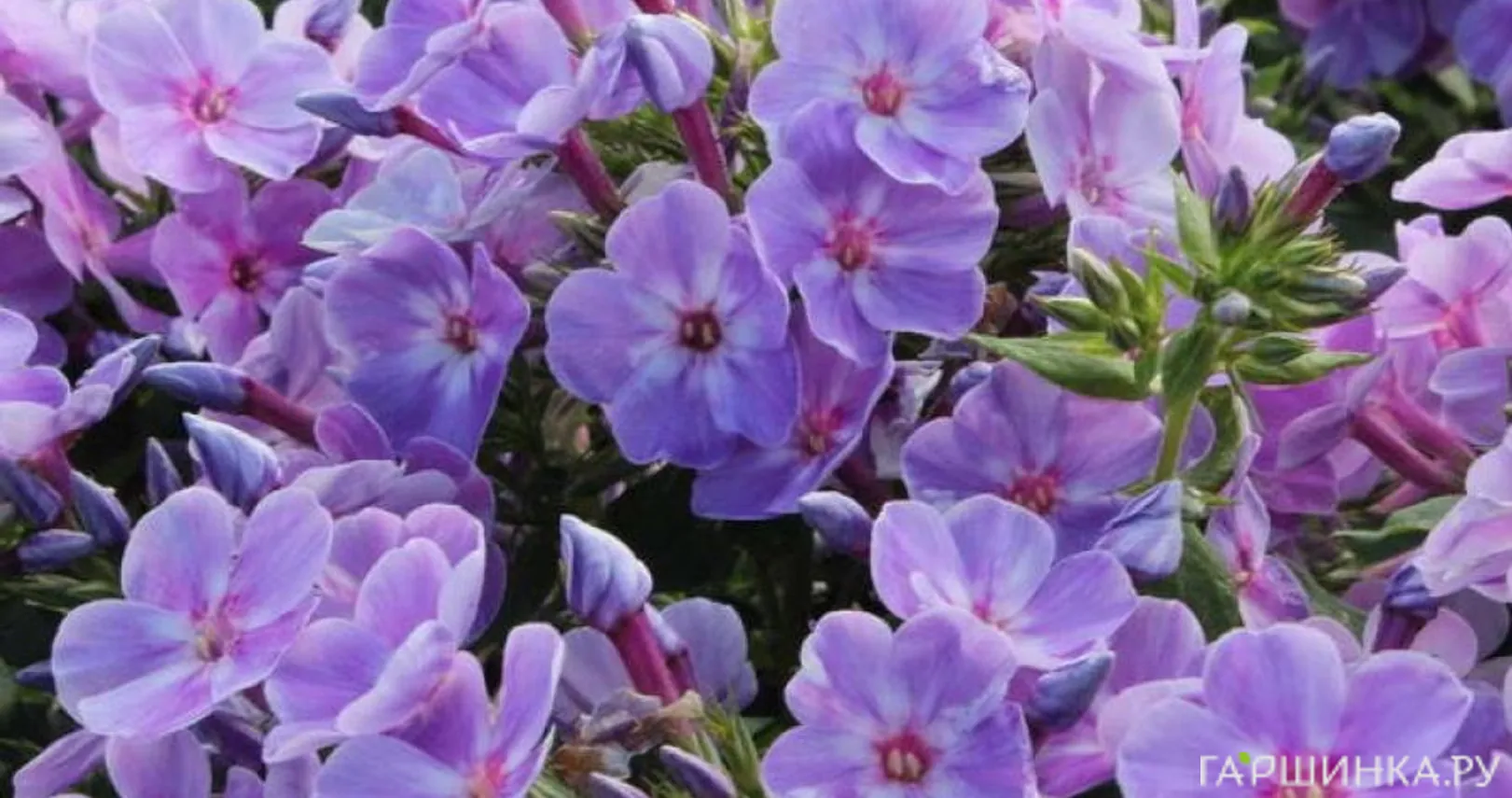 Флокс Юник Маув метельчатый