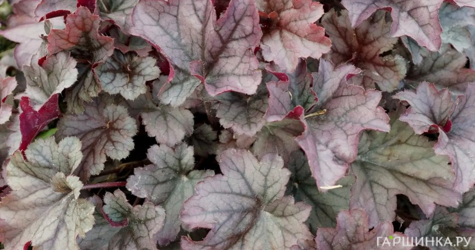 Гейхера Индиан Саммер Хаклберри