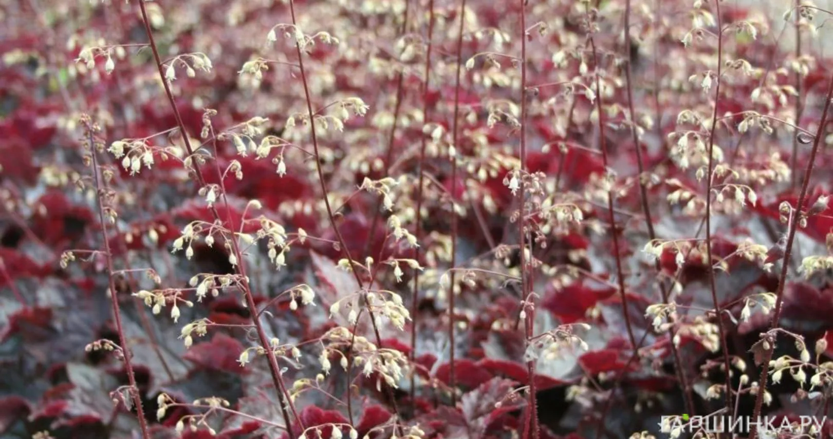 Гейхера Молли Буш