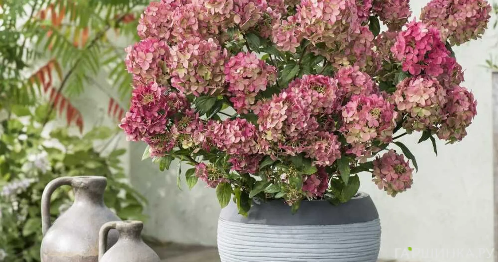 Гортензия Петит Стар (Маленькая звезда) метельчатая