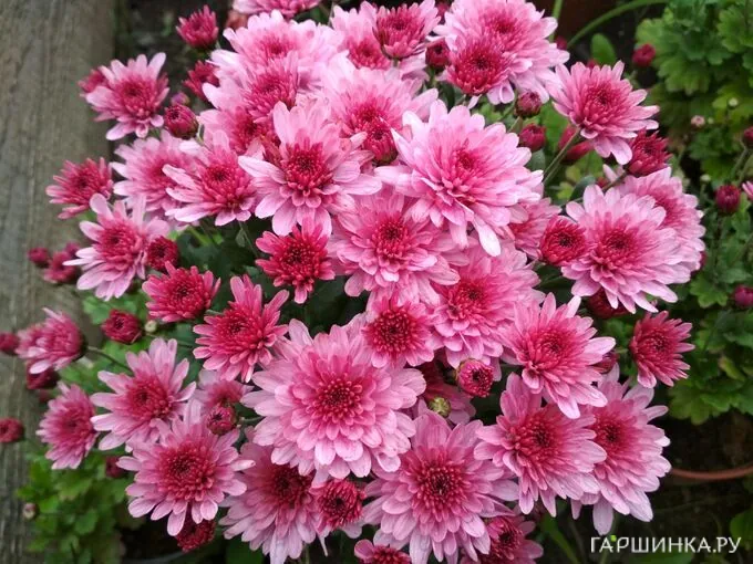 Хризантема мультифлора Брансаунд Пинк