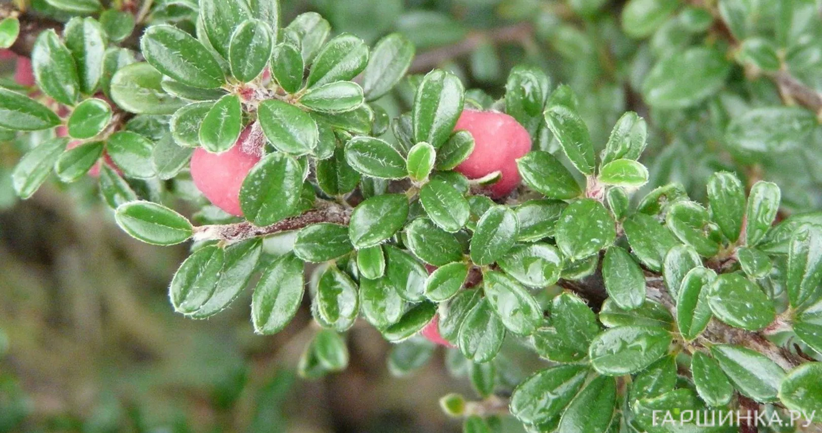 Кизильник мелколистный