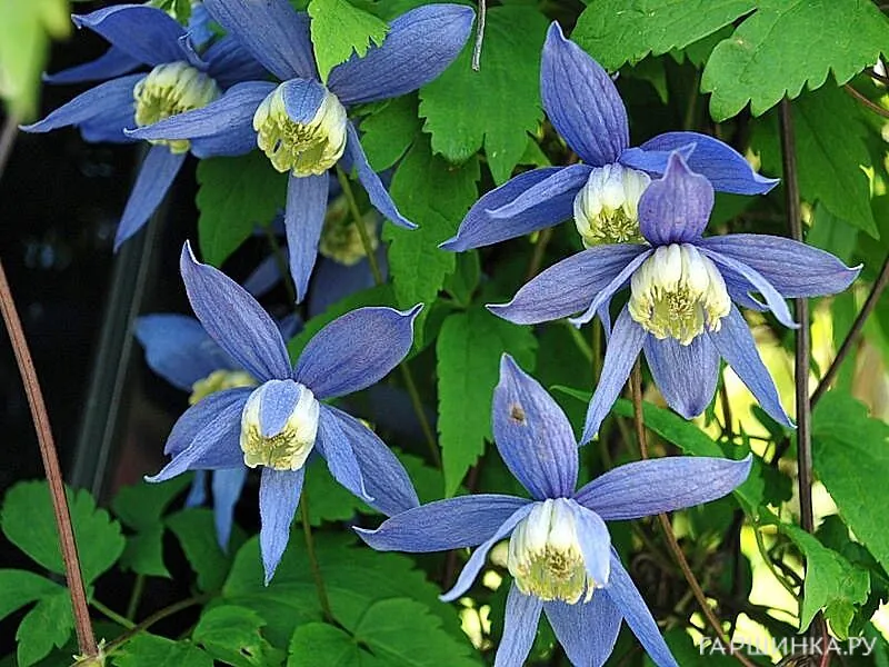 Клематис (Ломонос) альпийский голубой (1)