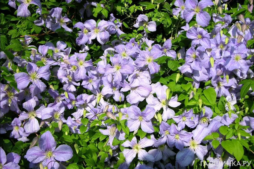 Клематис Блю Ангел (Голубой Ангел) крупноцветковый (3)