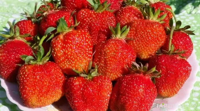 Клубника Богема