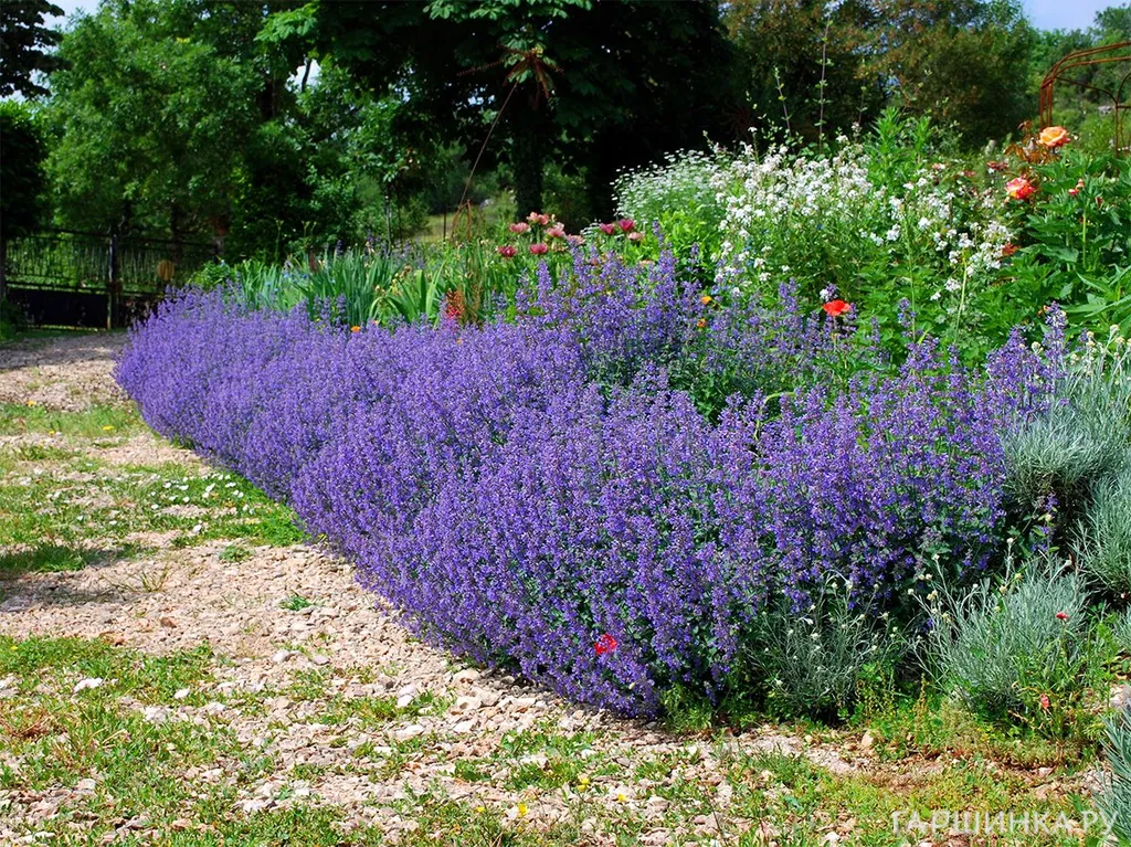Котовник Фассена Сикс Хиллз Жиант