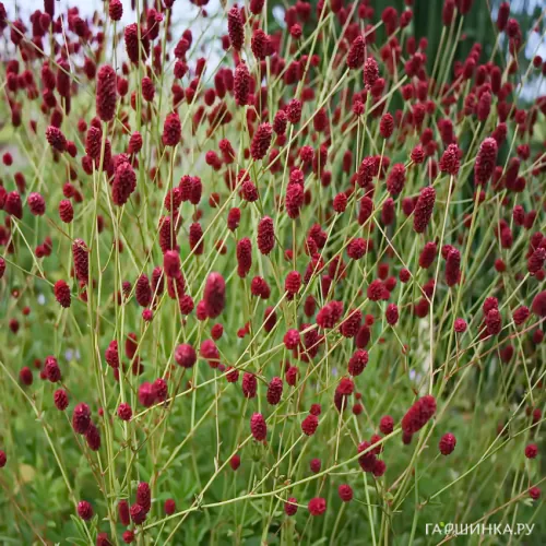 Кровохлебка Битлвингз