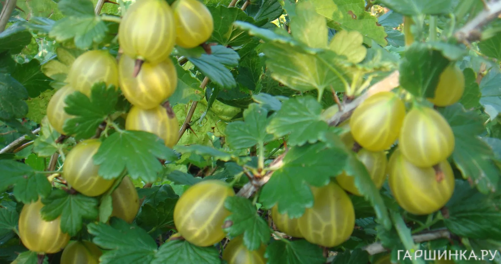 Крыжовник Юбилейный крупноплодный желтый