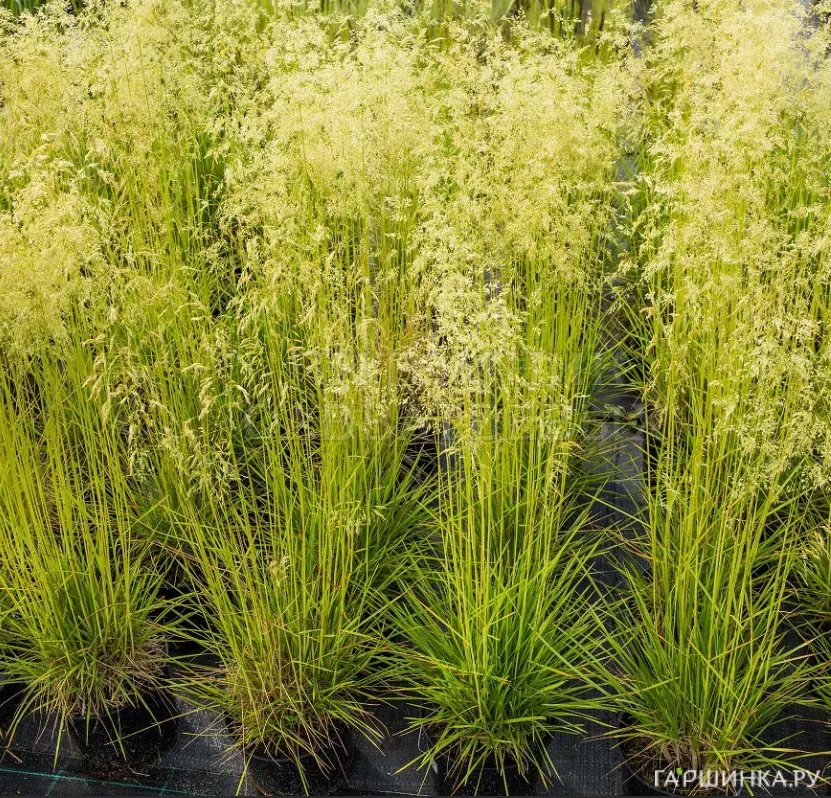 Луговик (Щучка) Бронзешляйер