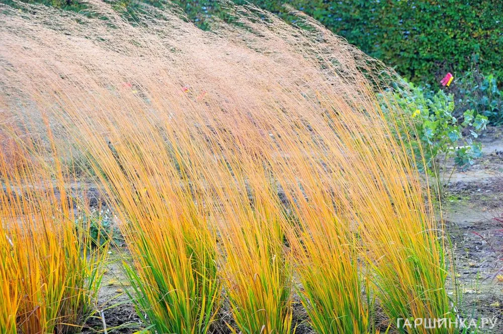 Молиния Еллоу Пайп