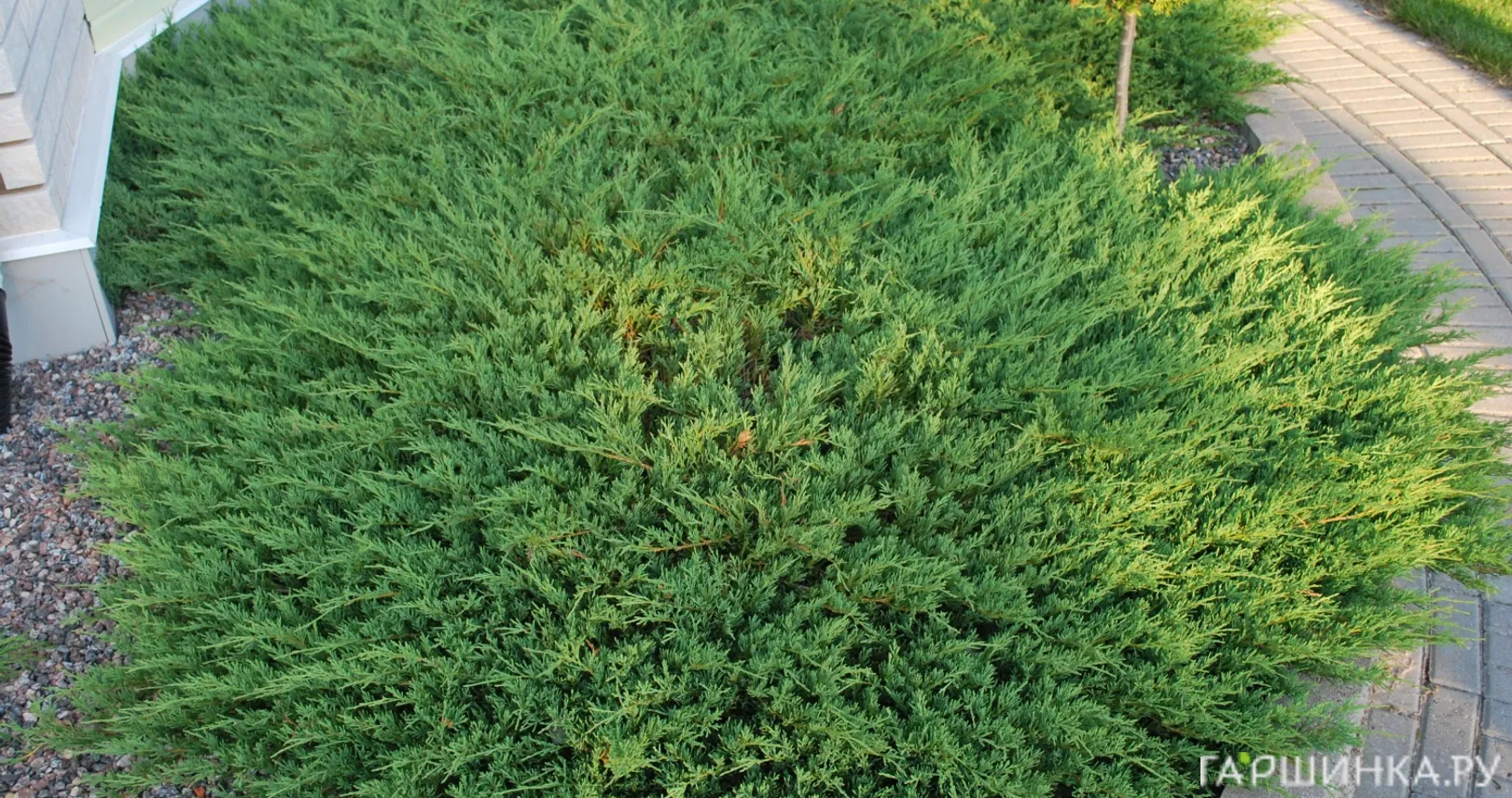 Можжевельник Андорра Компакта горизонтальный