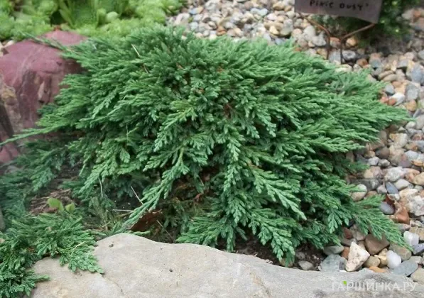 Можжевельник горизонтальный Панкейк
