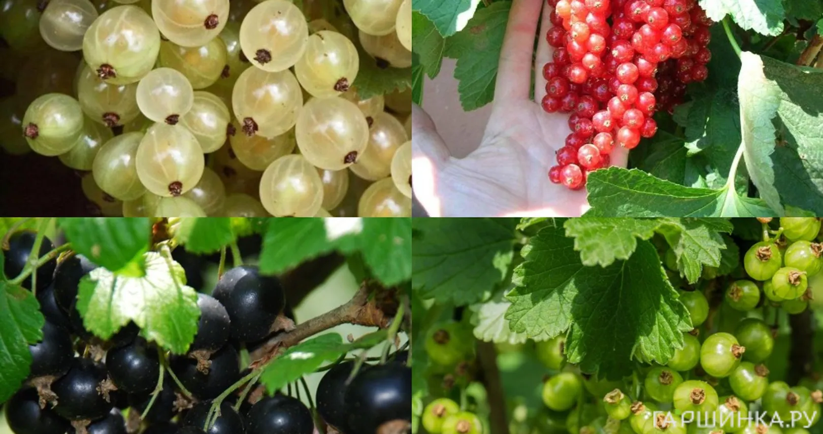 Комплект  смородины "Разноцветный"