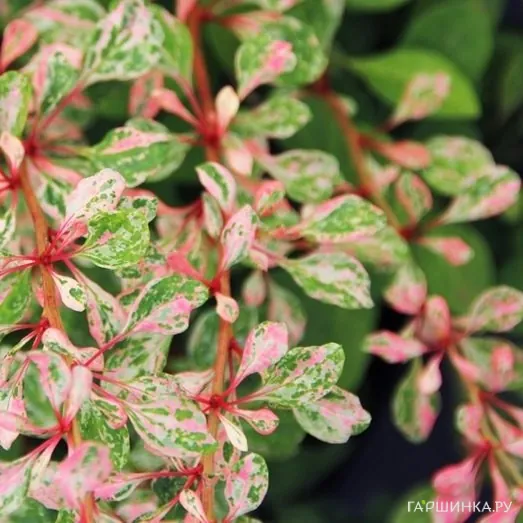 Барбарис Тунберга Наташа