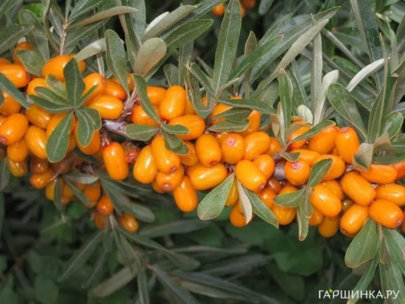 Облепиха Перчик