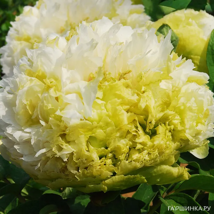 Пион Весенняя Ива древовидный зеленый