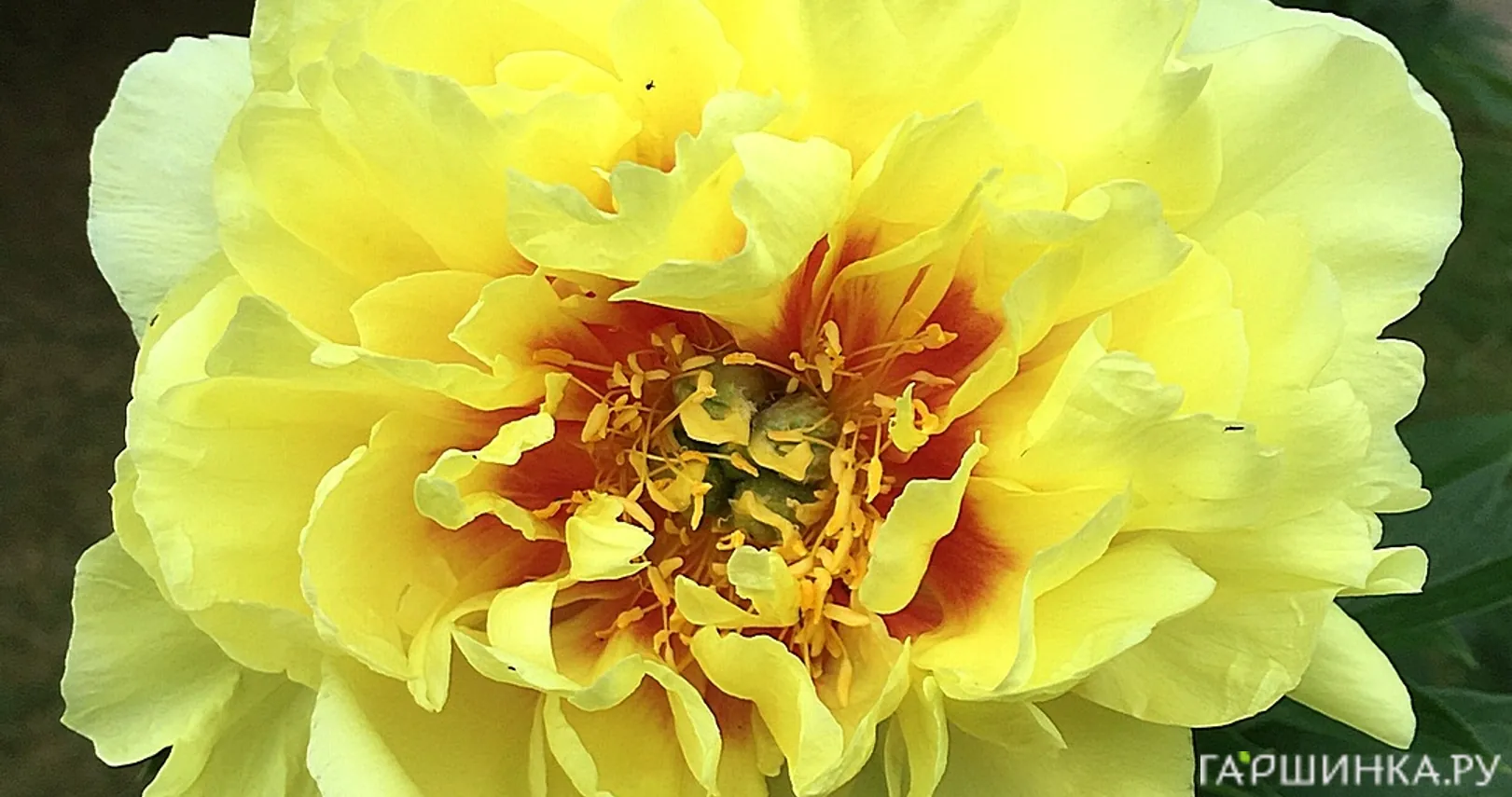 Пион Йеллоу Краун древовидный