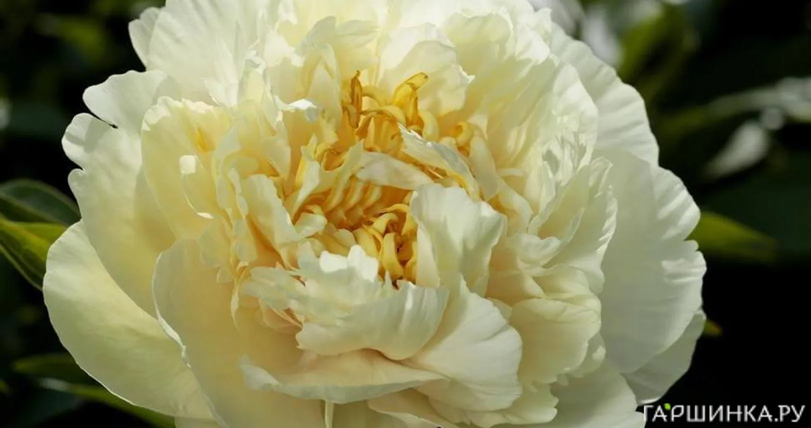 Пион Санни Герл