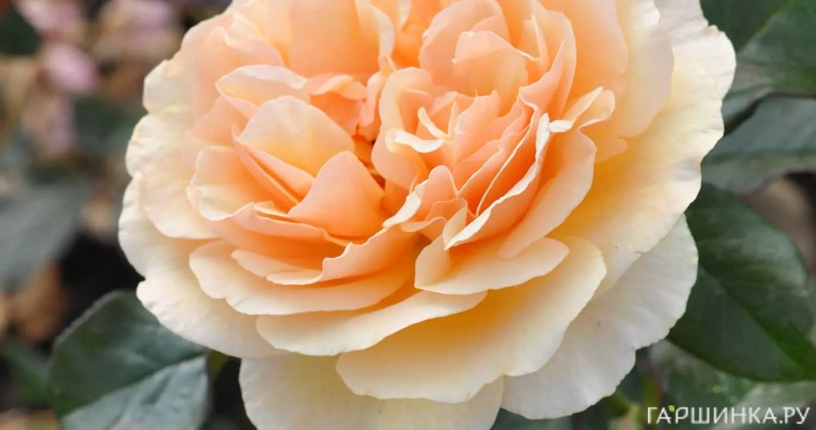 Роза Жорди Рока, Фено Гено (лиц)