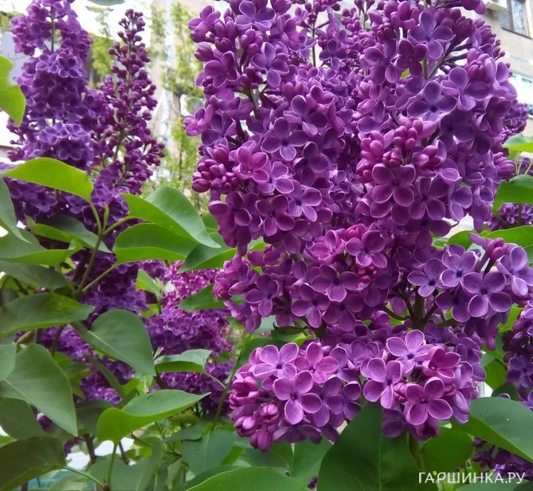 Сирень Адмирал Нахимов