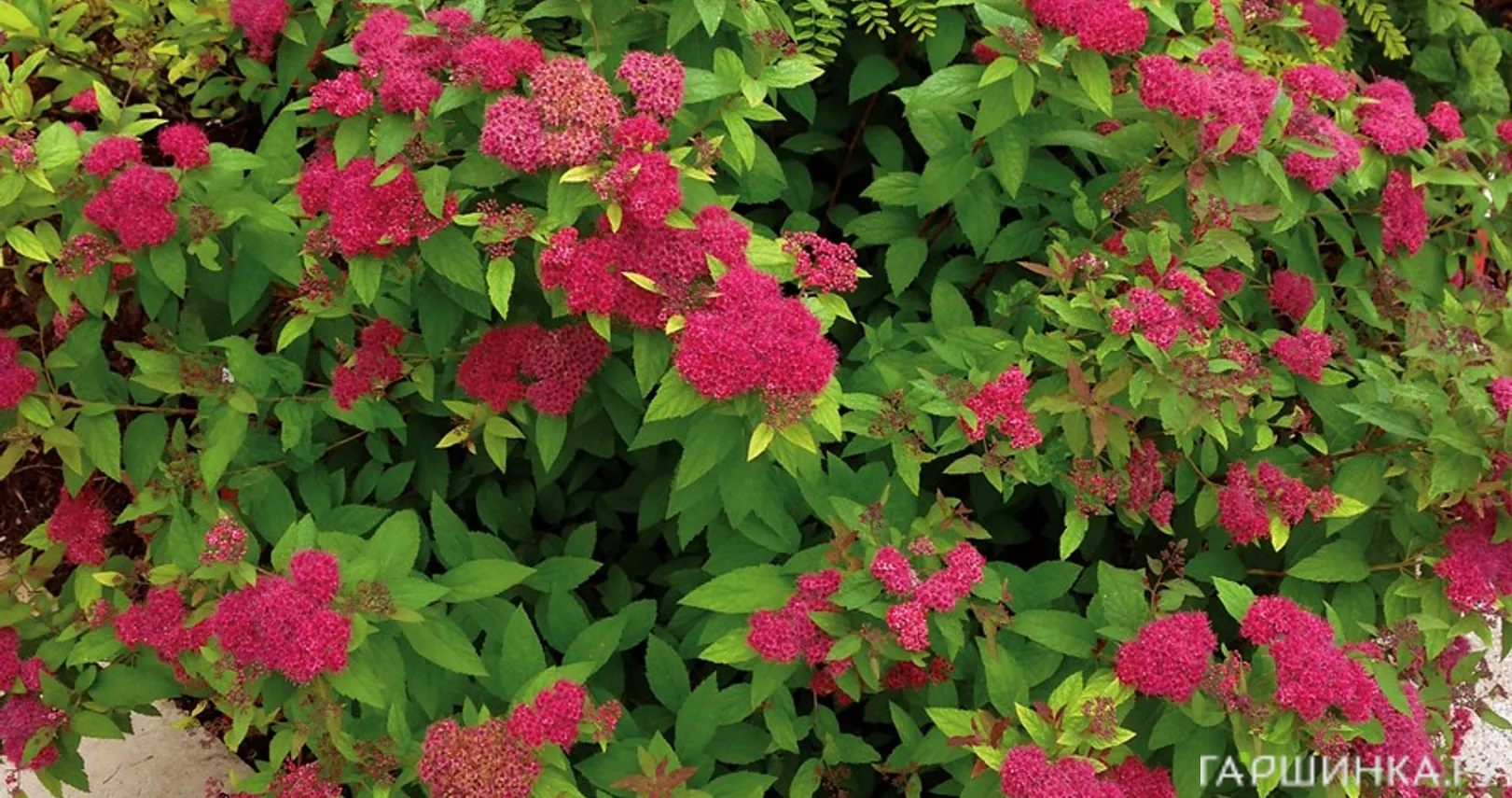 Спирея Фробели японская