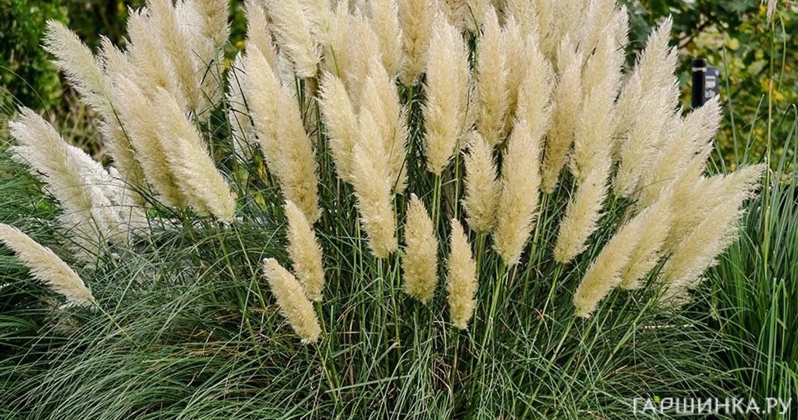 Пампасная трава (Кортадерия) Пумила