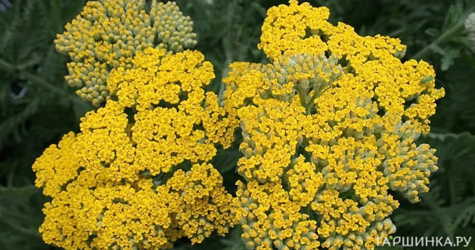 Тысячелистник Коронейшн Голд