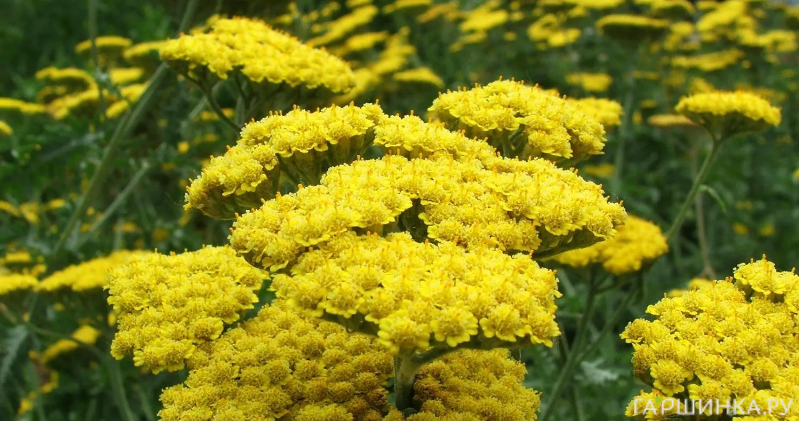 Тысячелистник Муншайн