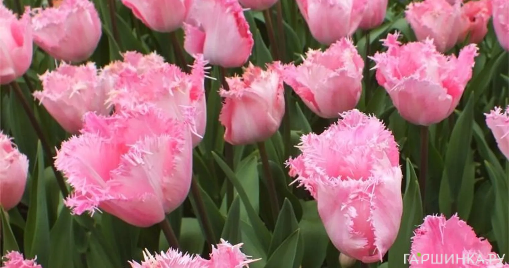 Тюльпан Сантандер бахромчатый 5шт