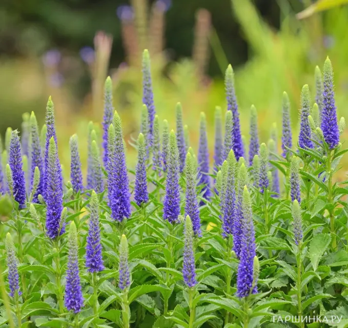 Вероника колосистая
