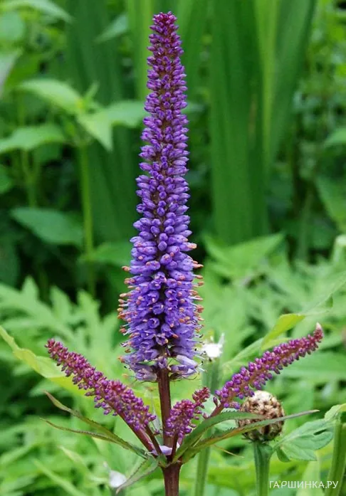 Вероникаструм виргинский Ред Эрроу