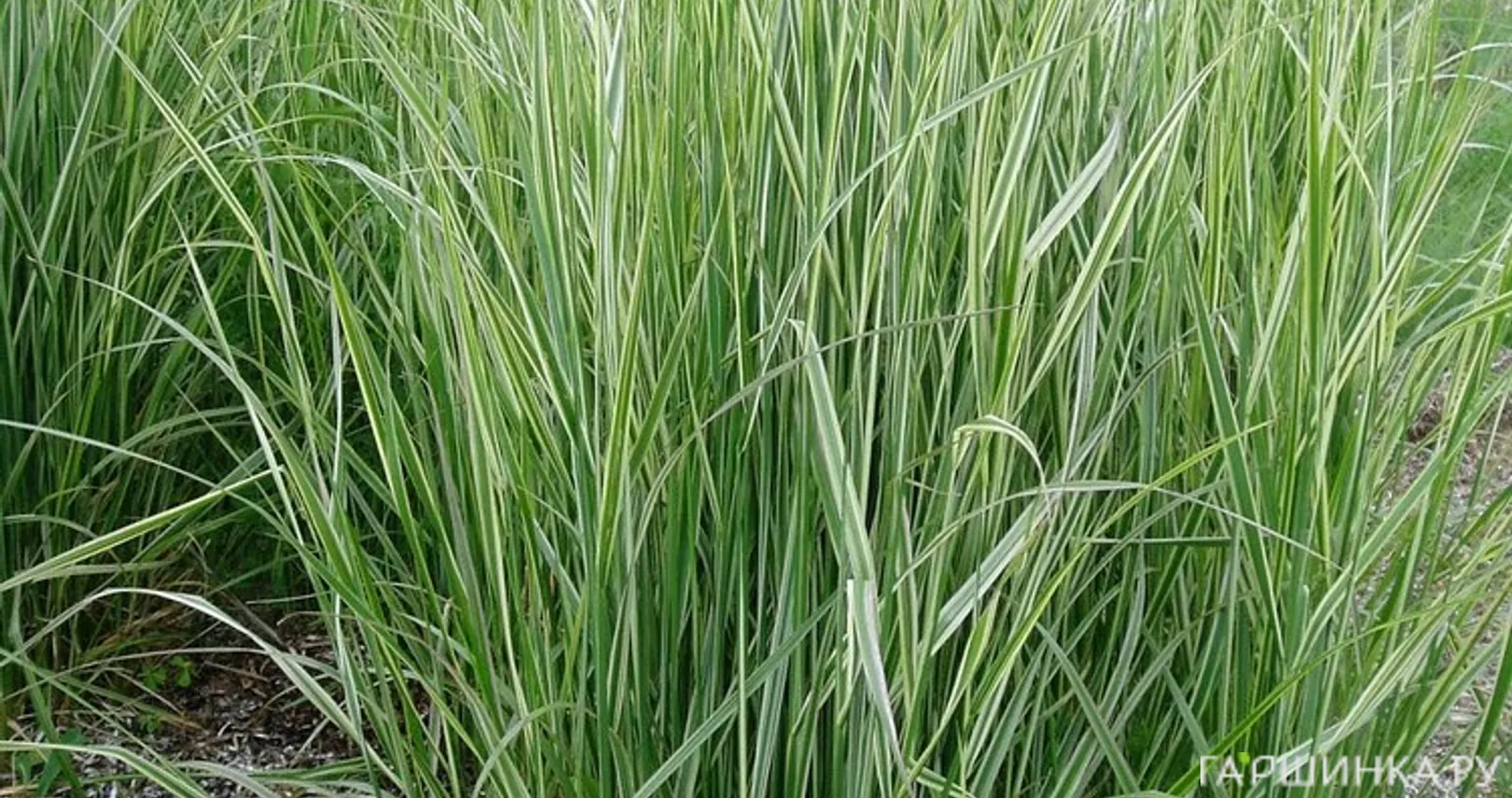 Вейник Овердам