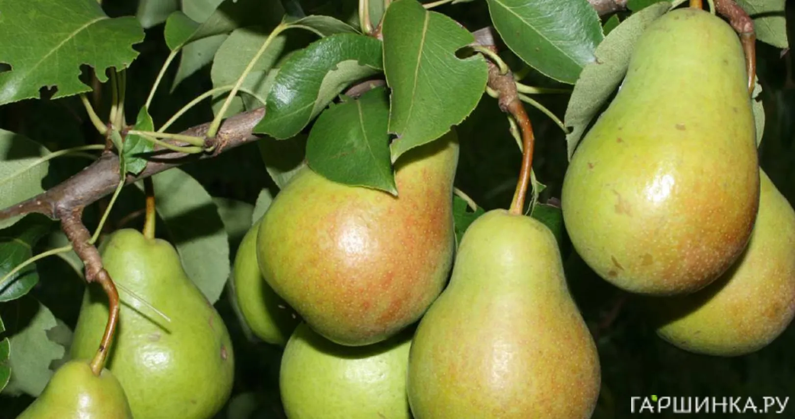 Груша Чижовская